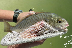 Leiostomus xanthurus