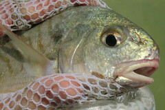 Leiostomus xanthurus