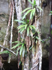 Asplenium australasicum
