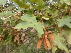 Acer granatense