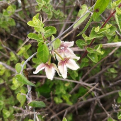 Funastrum elegans