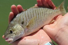 Leiostomus xanthurus