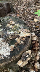 Ductifera pululahuana