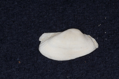 Arcidae