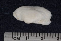 Arcidae