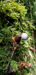 Ganoderma