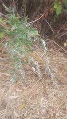 Artemisia douglasiana