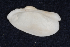 Arcidae