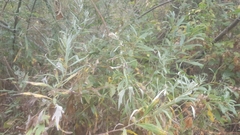 Artemisia douglasiana