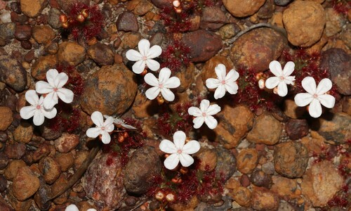 Drosera grievei