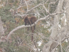 Alouatta guariba