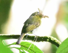 Rhynchocyclus olivaceus