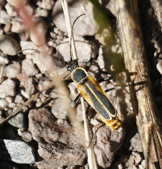 Chauliognathus opacus