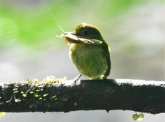 Rhynchocyclus olivaceus