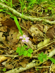 Oxalis violacea