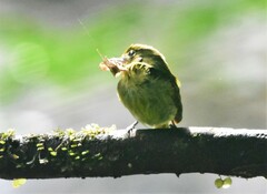 Rhynchocyclus olivaceus