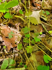 Oxalis violacea