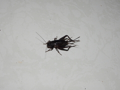 Eunemobius carolinus