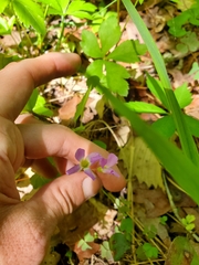 Oxalis violacea