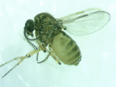 Ceratopogonidae