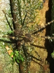 Acanthoctenus
