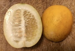 Cucumis melo