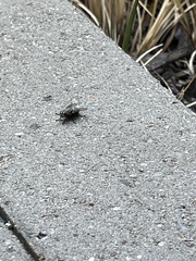 Calyptratae