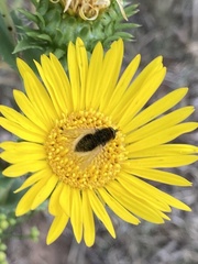 Bombyliinae