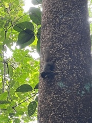 Microsciurus