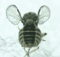 Ceratopogonidae