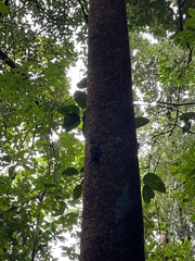 Microsciurus