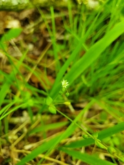 Cerastium brachypetalum