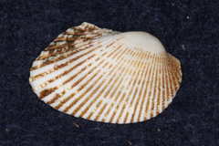 Arcidae