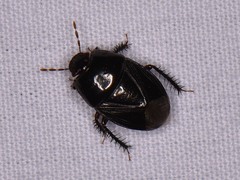Pangaeus bilineatus