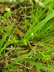 Cerastium brachypetalum