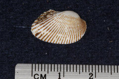 Arcidae