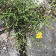 Menodora scabra