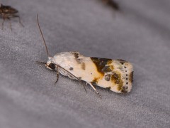 Ponometia candefacta