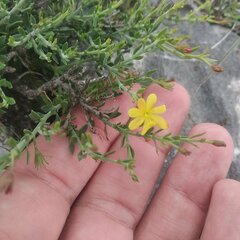 Menodora scabra