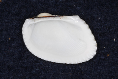 Arcidae