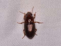 Harpalus gravis
