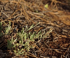 Antennaria geyeri
