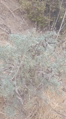 Lupinus albifrons