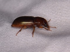 Harpalus gravis
