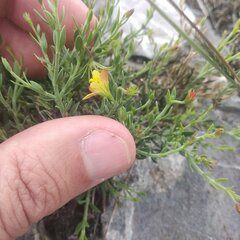Menodora scabra
