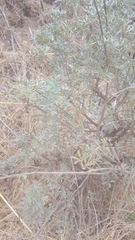Lupinus albifrons