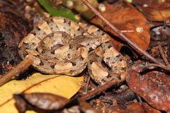 Porthidium lansbergii