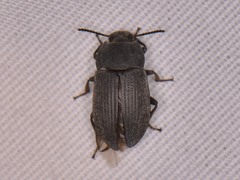 Opatrini