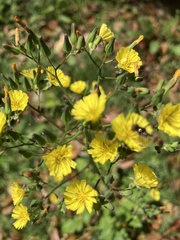 Youngia japonica
