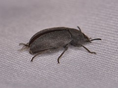 Opatrini